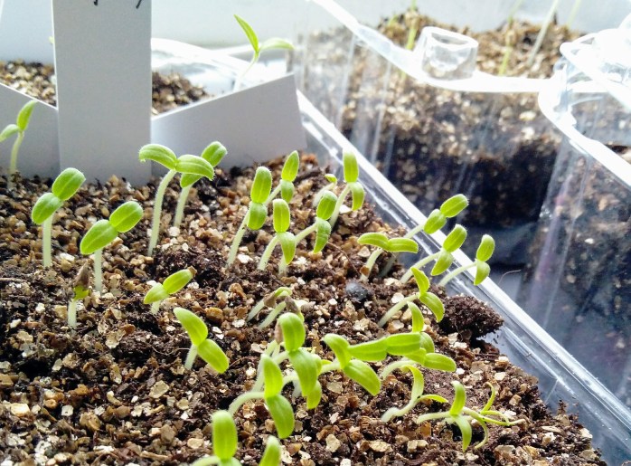 bebisplantor tinytim