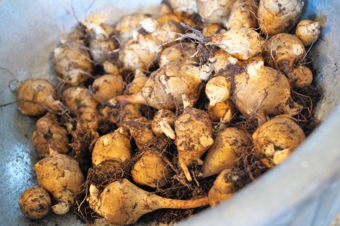 jordärtskockor nyskördat