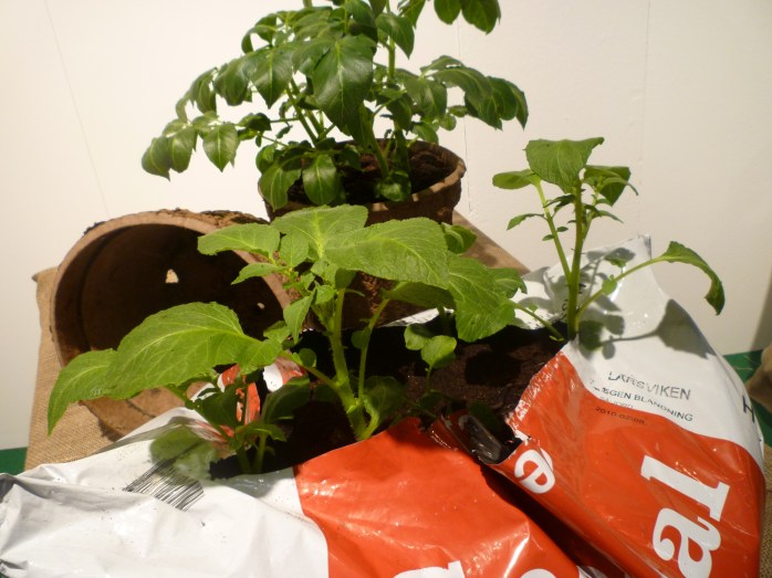 potatis i hink, säck