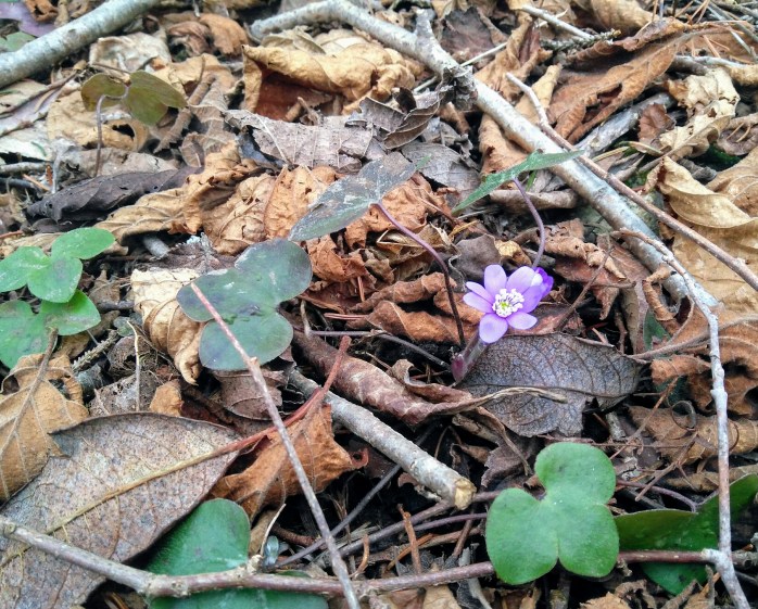 årets första blåsippa 7april