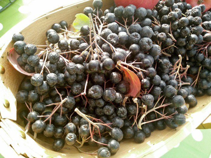 aronia