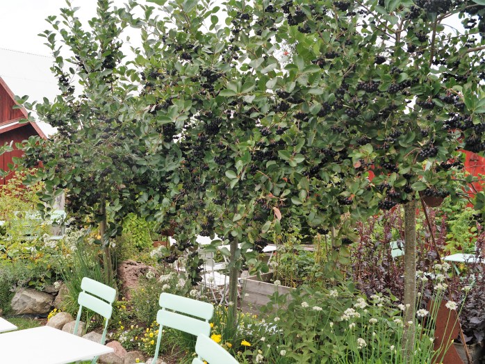 aroniaträd med bär