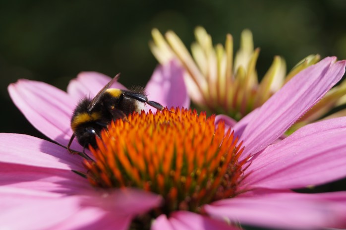 solhatt gillas av humlor, bin och fjärilar