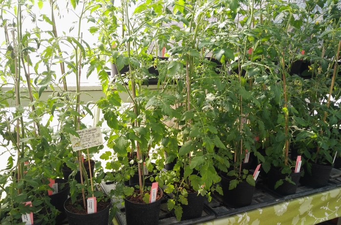 sommarsticklingar tomater