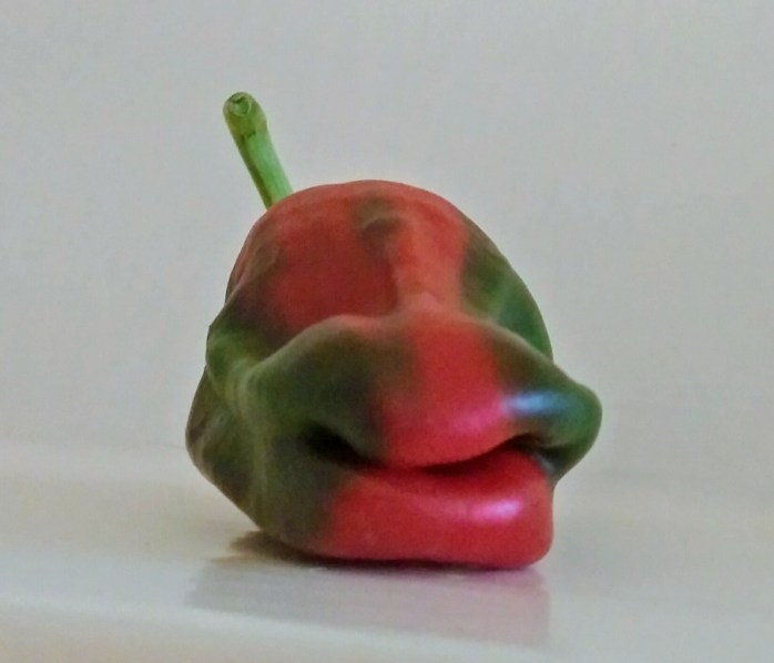 chili-Padron i rolig form