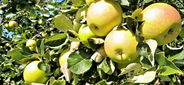 james i september-sol