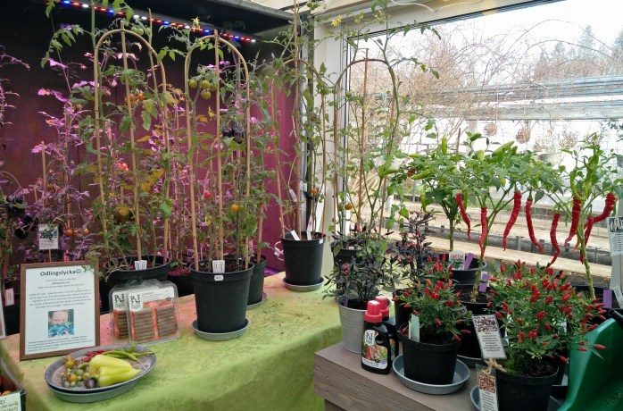 chili o tomatplantor