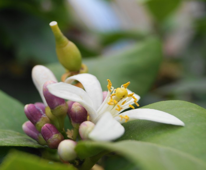 citrusblom doftar gott