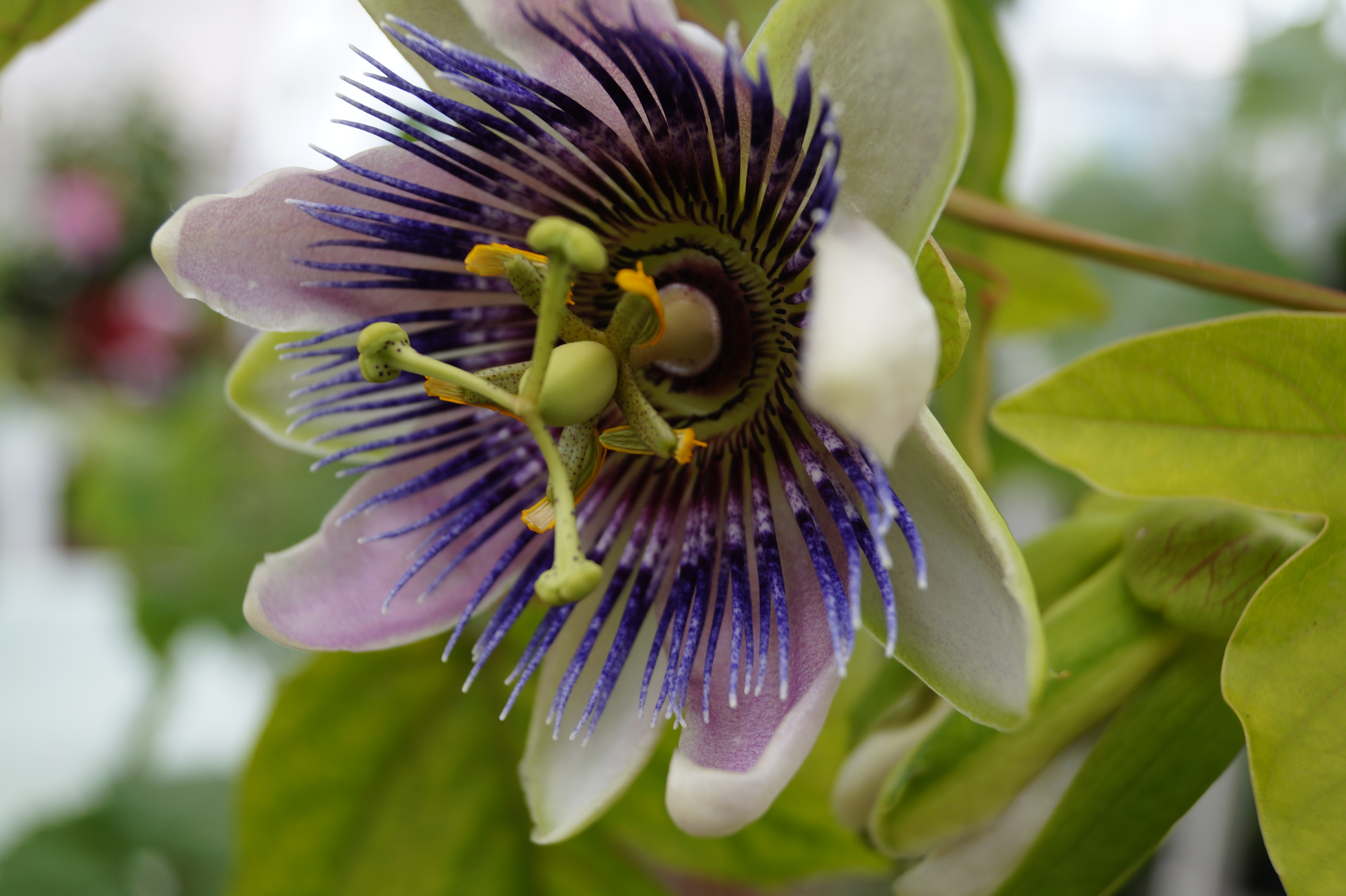 passiflora