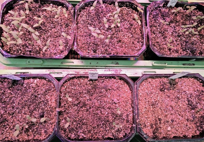 tomat o lakrits-bebisar