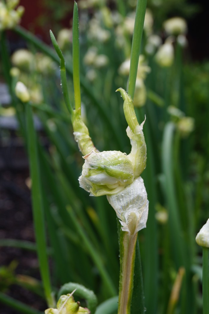 luftlök med armarna i luften