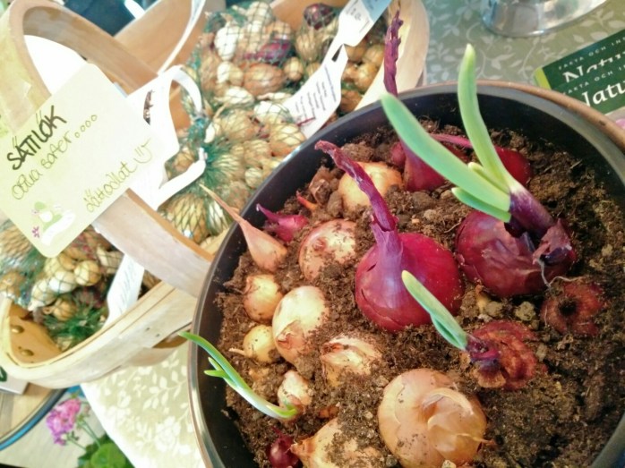 sättlök i kruka för blastskörd