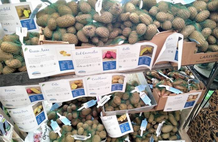 sättpotatis från Larsviken