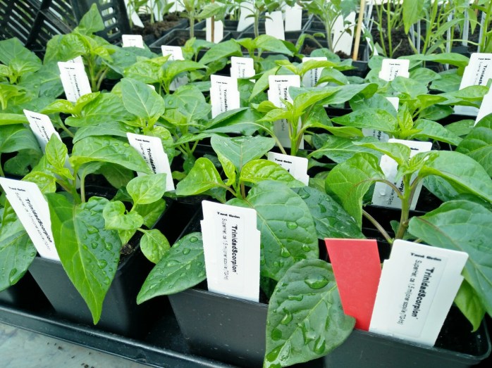 chili, TrinidadScorpion,superhet