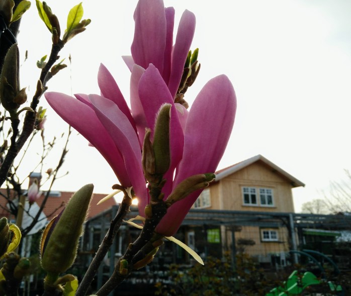 magnolia Susan