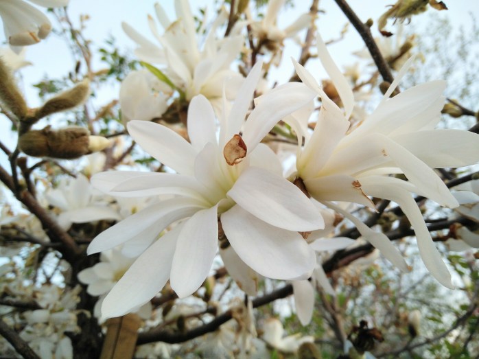 Stjärnmagnolia
