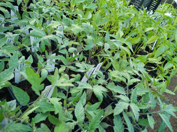 tomat o chili-plantor