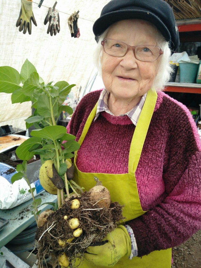 3 maj, Farmor skördar färskpotatis