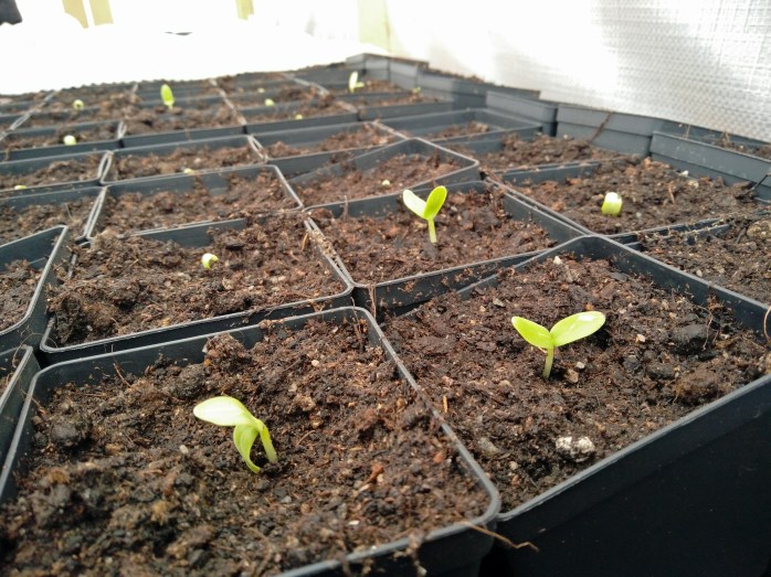 3 maj, gurkorna tittar upp