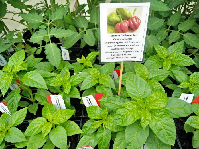 Habanero CaribbeanRed