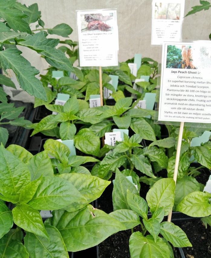 Jay´s GhostScorpionChocolate, PeachGhostScorpion, trin MorungaScorpionYellow