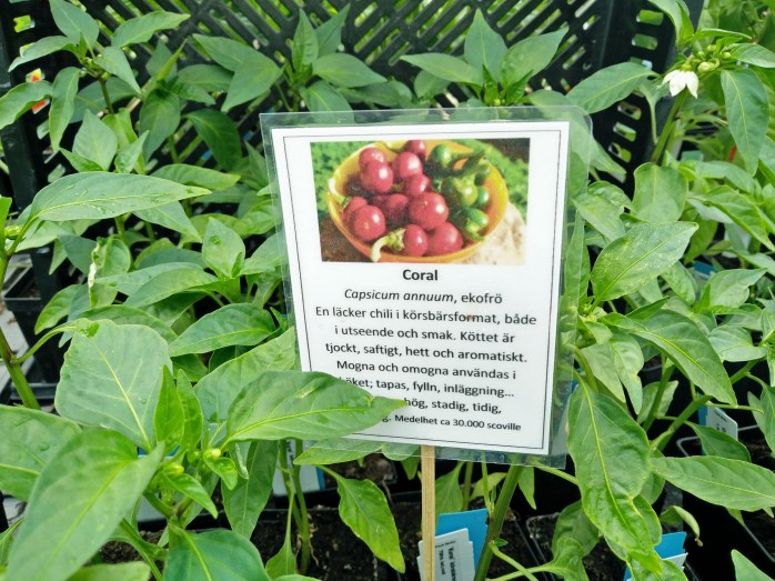 Koral, körsbärs-chili