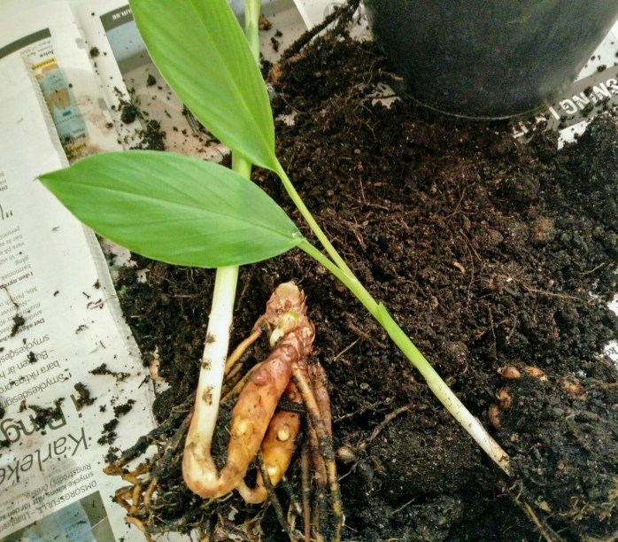 omplantering gurkmeja