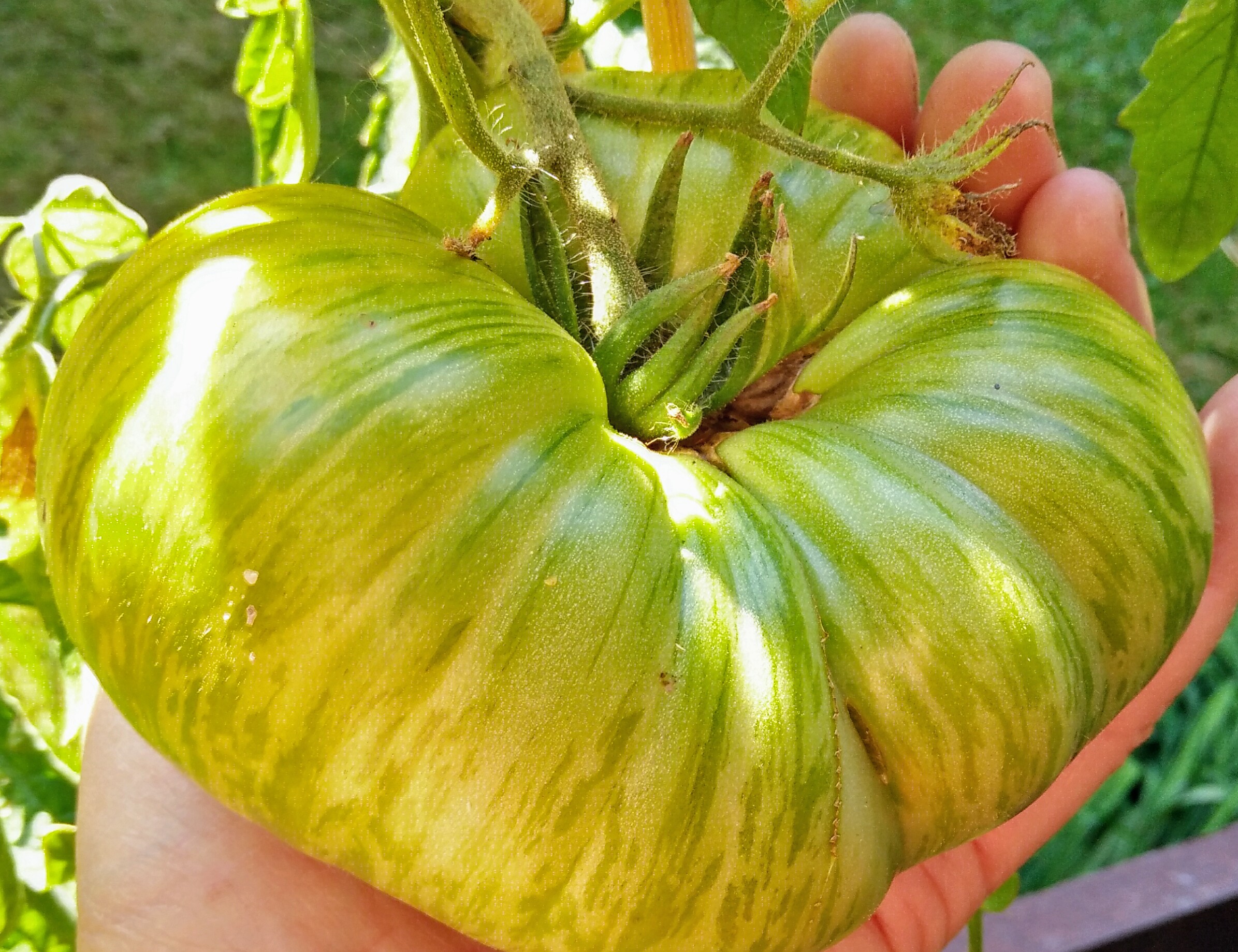 bifftomat plan 9 from outer space