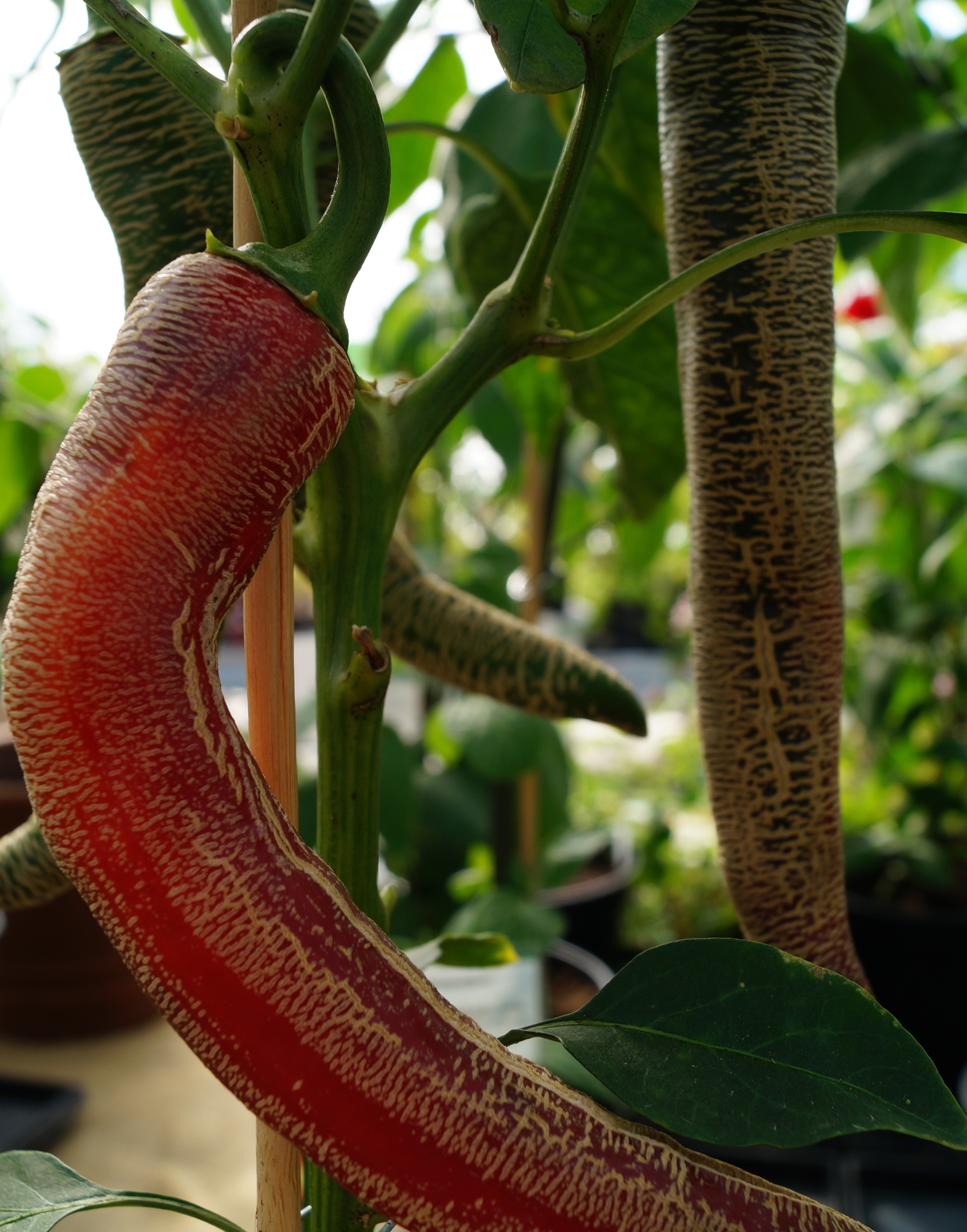 chili elefant mognar