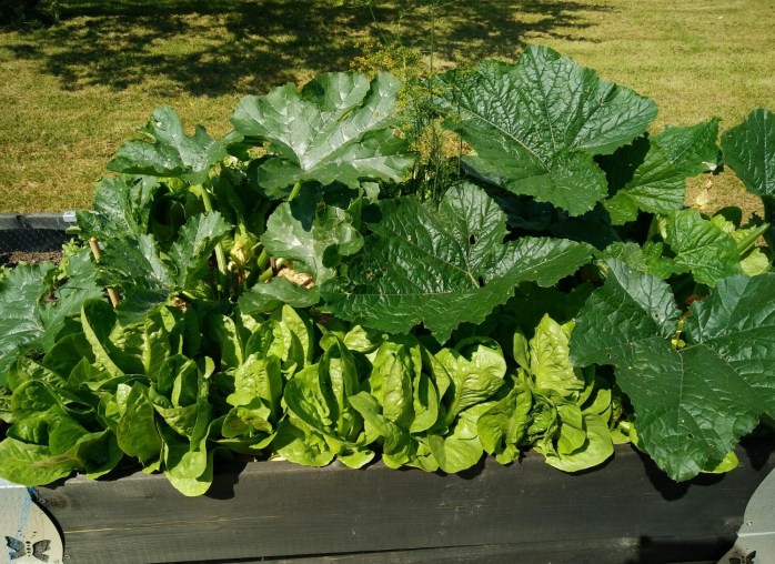 odlingslåda, squash och sallat