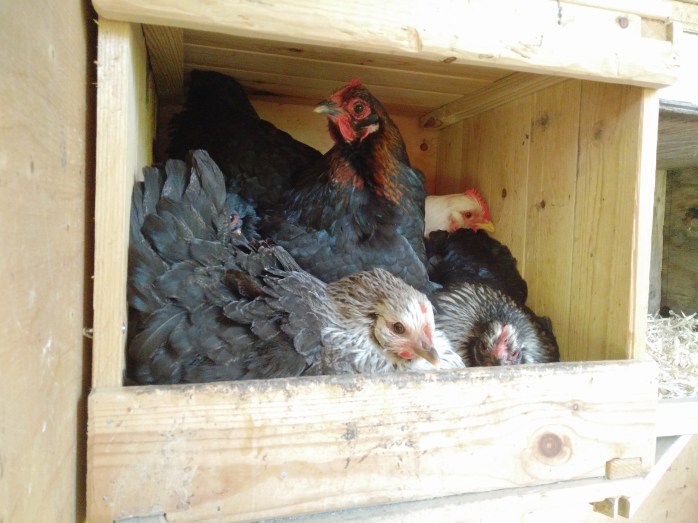 ruvar, trångt o mysigt