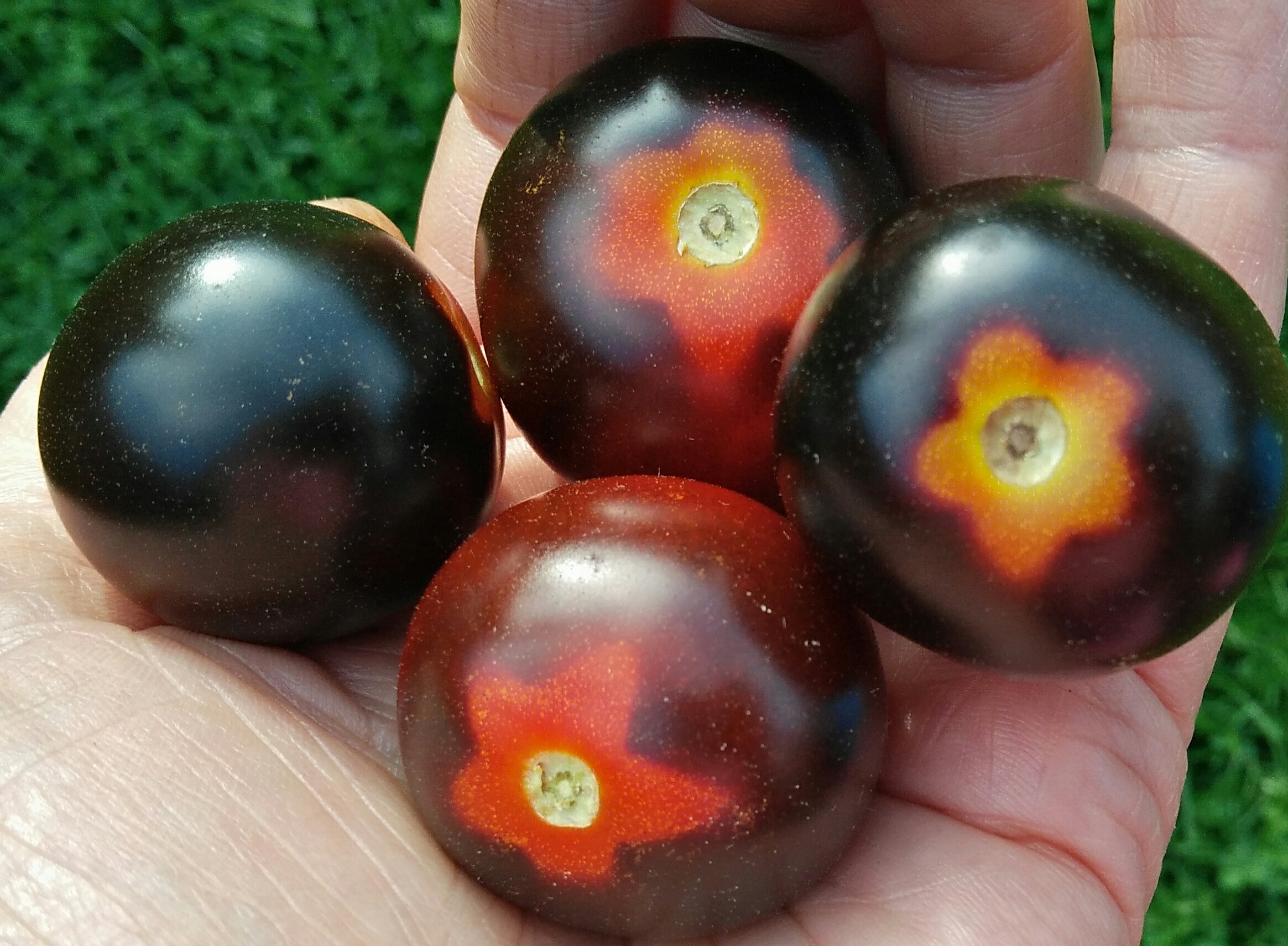 Helsing Junction, blommig tomat