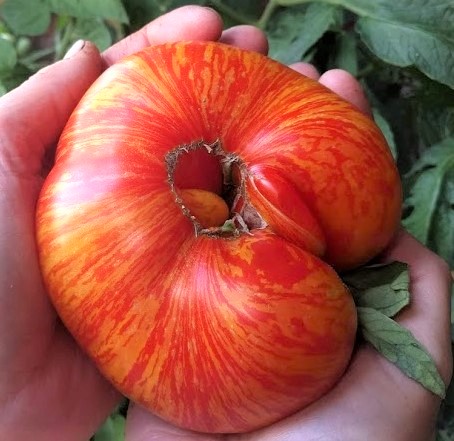 plan 9 from outer space