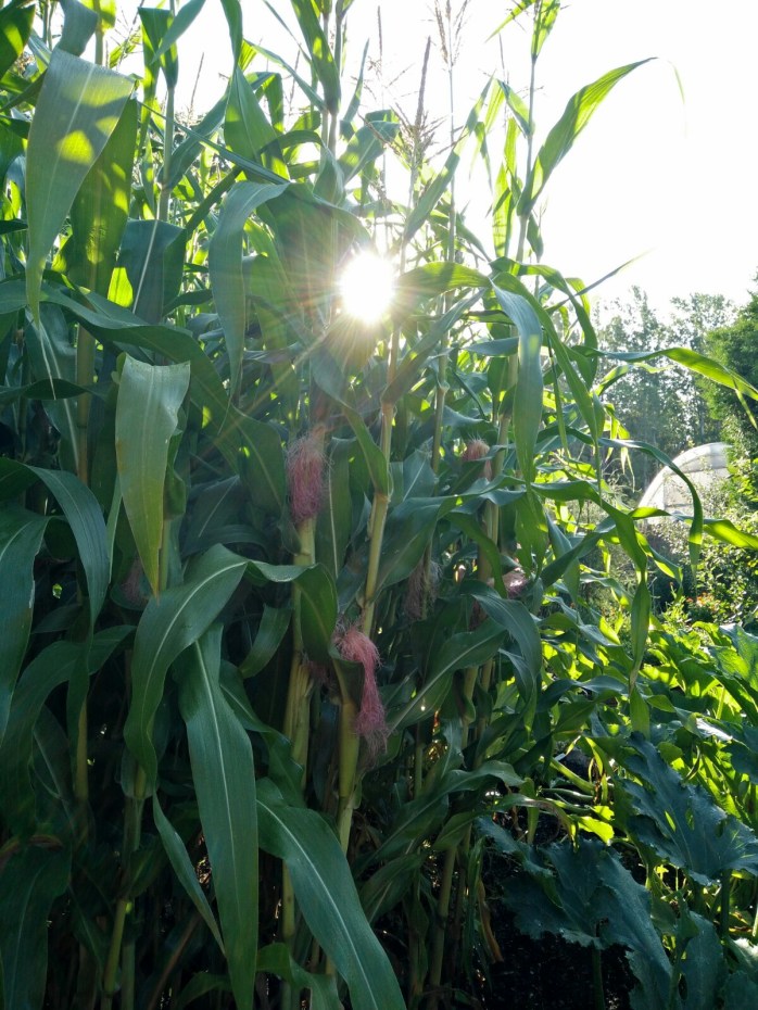 popcornmajs i morgonsol