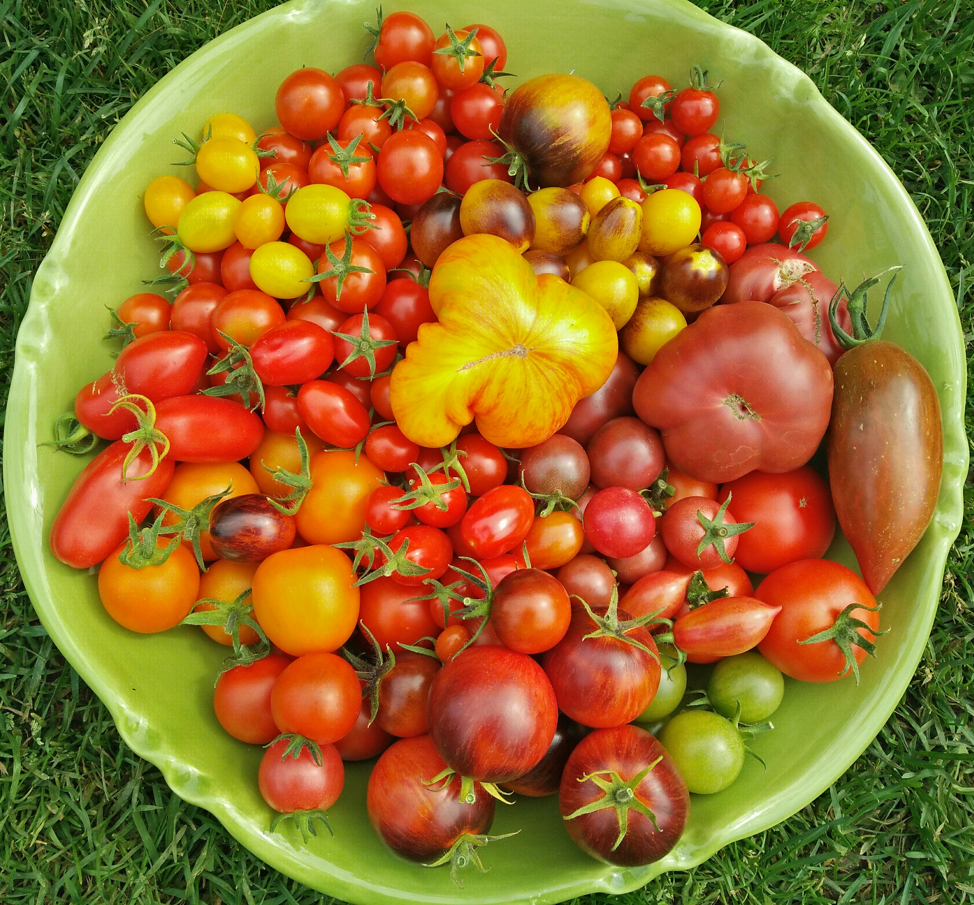 stort fat m tomater 19