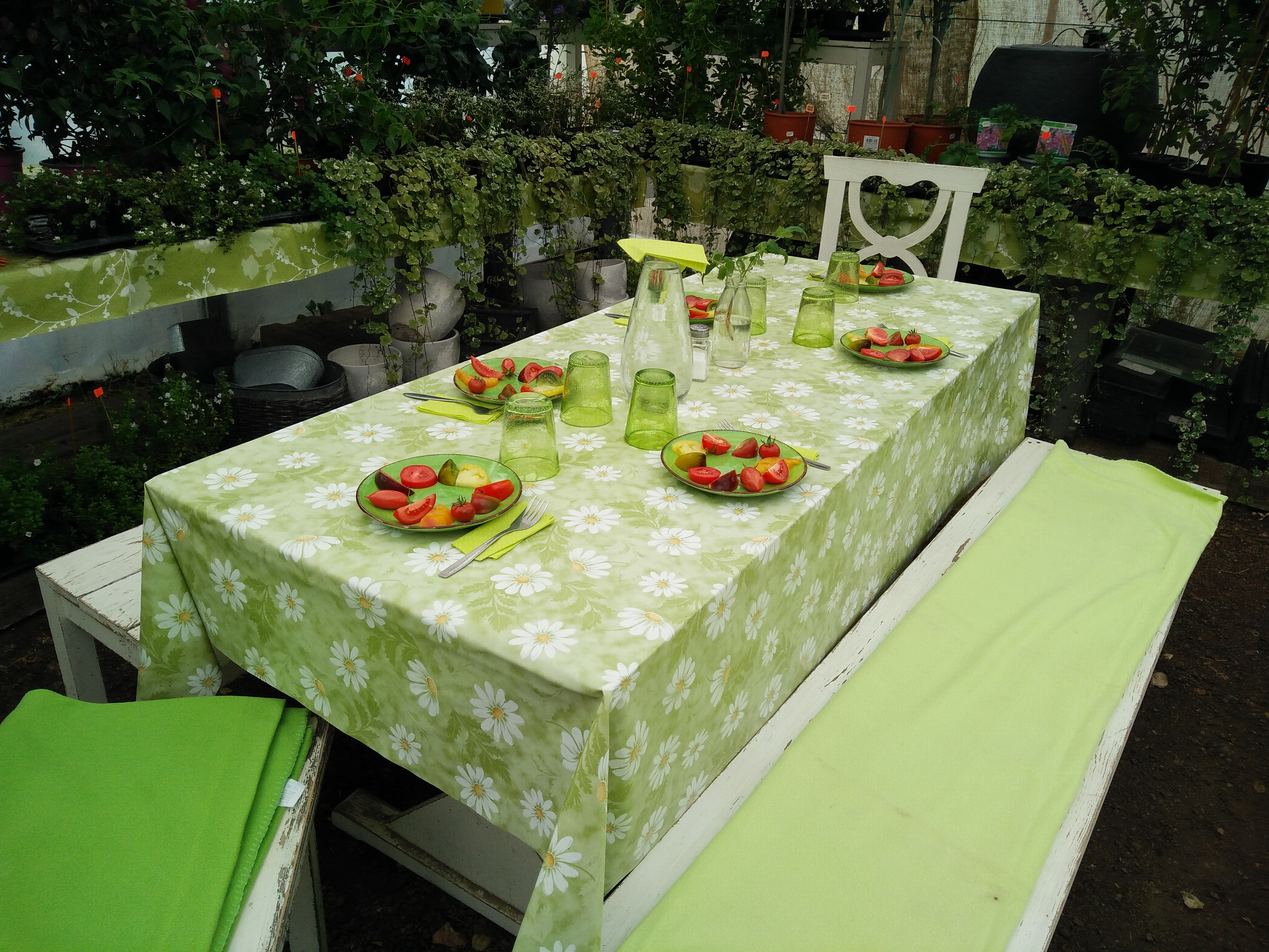 inför tomatprovning.jpg