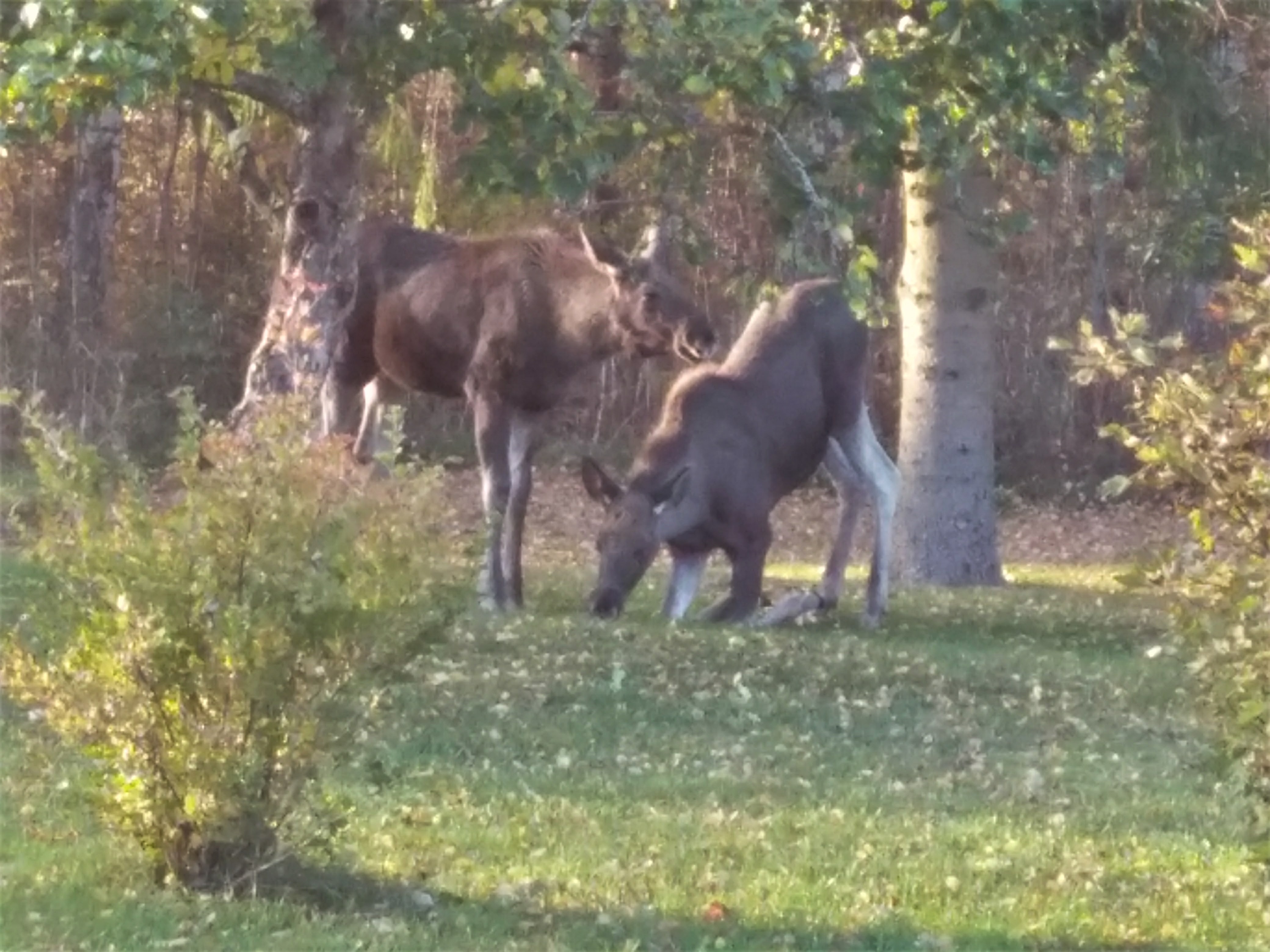 älgkalvar under äppleträdet