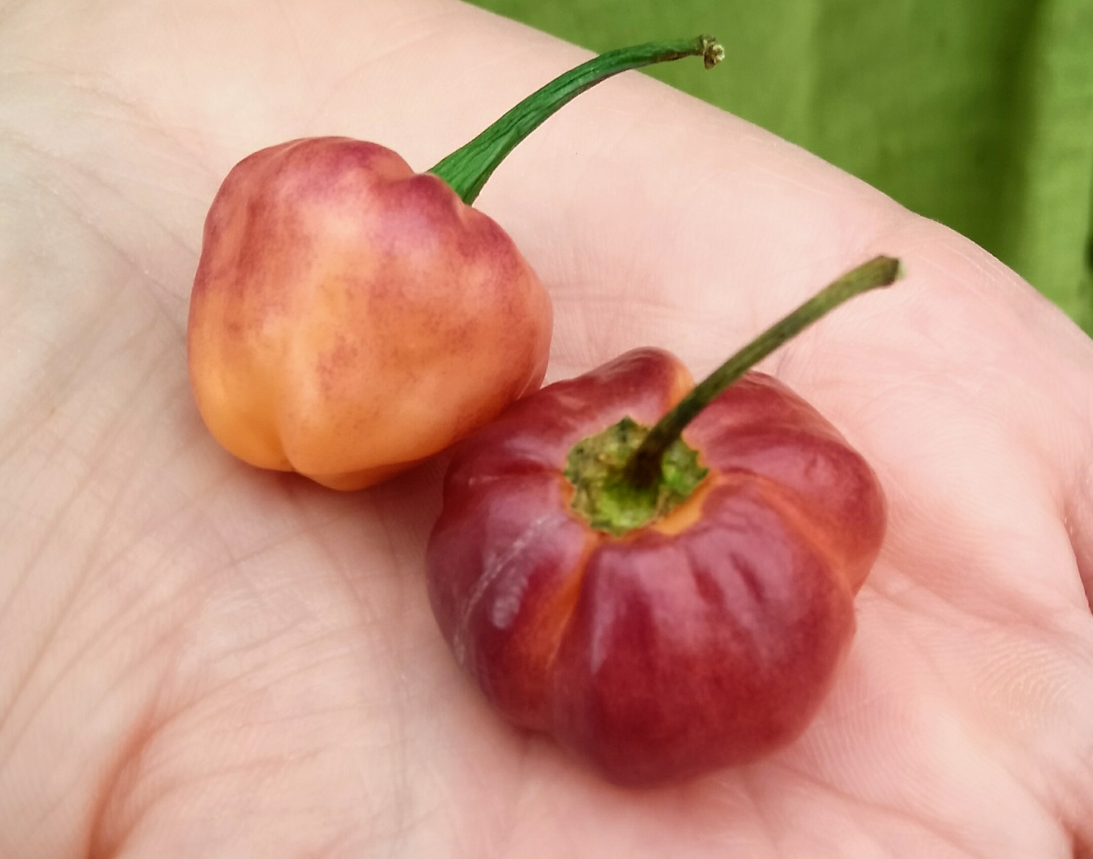 PurplePeach